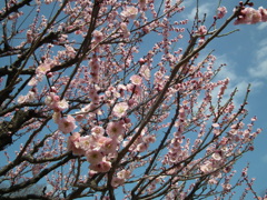 DSCF8853