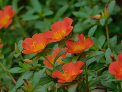 DSCN0478