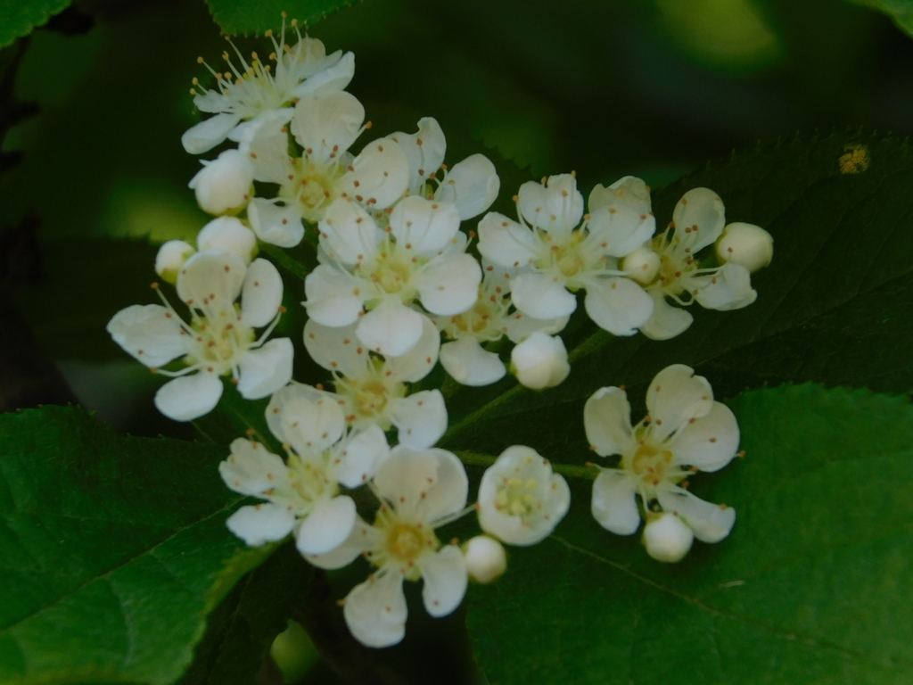 DSCN0199