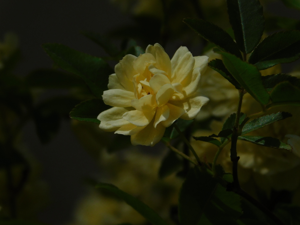 DSCN0196