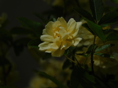 DSCN0196