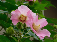 DSCN0439