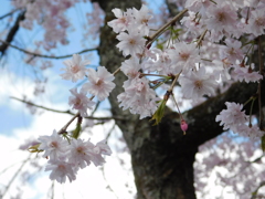 DSCN0004