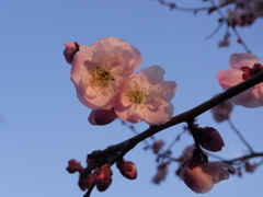 RIMG0586