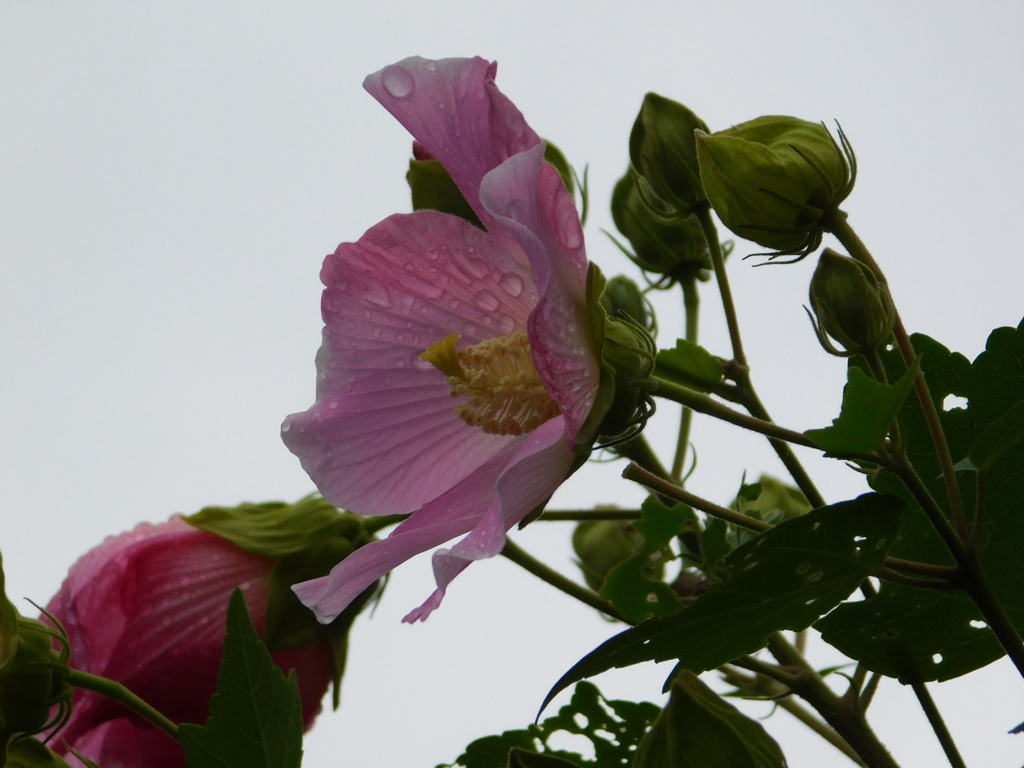 DSCN0434