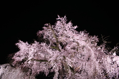 八坂の桜