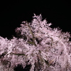 八坂の桜