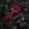 紅葉1