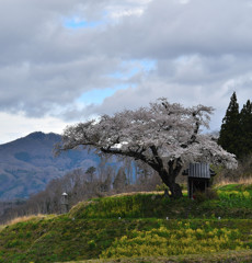 小沢の桜