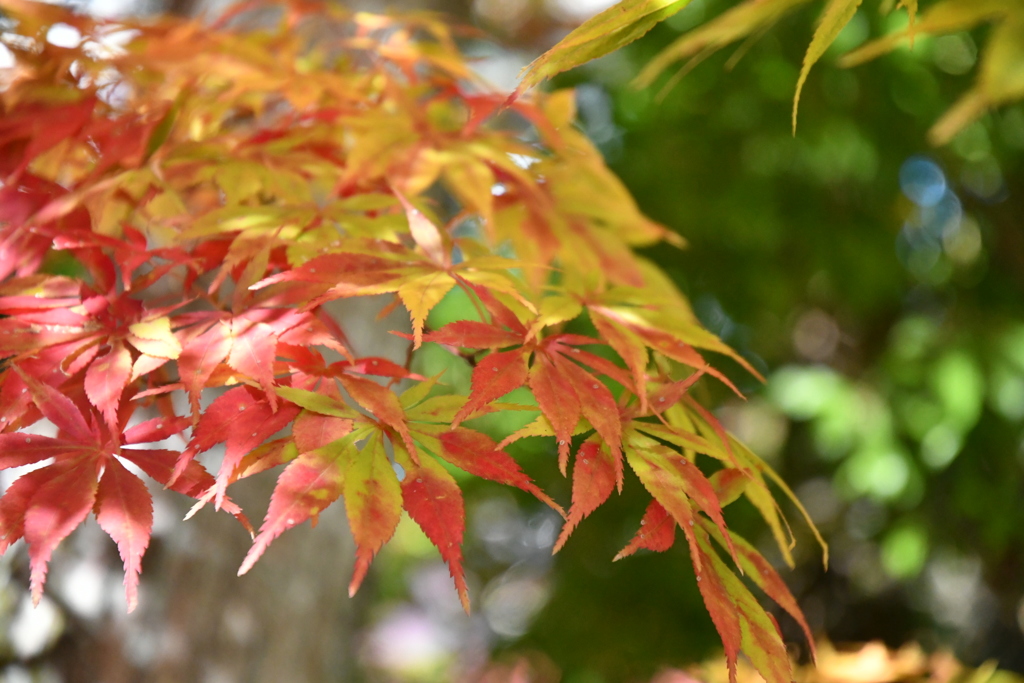 紅葉