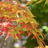 紅葉