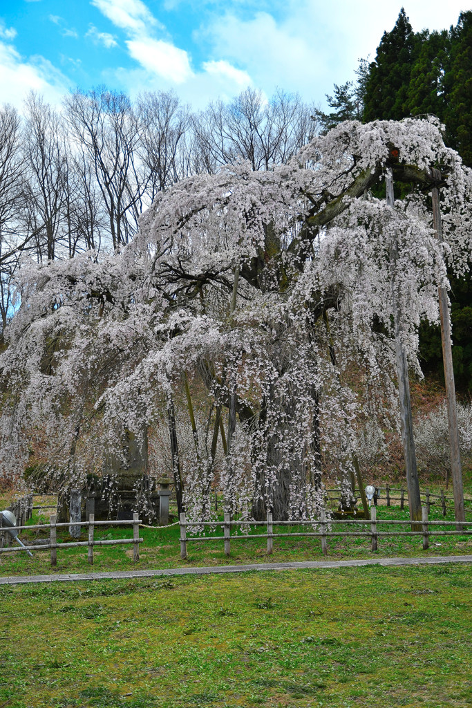 永泉寺のサクラ　２