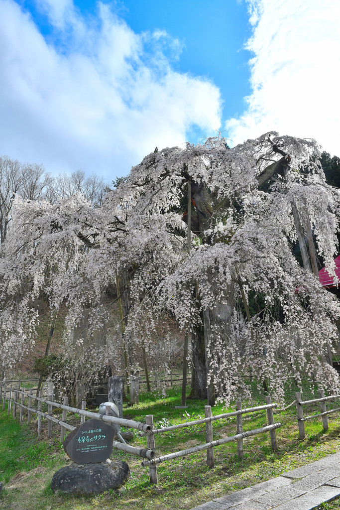 永泉寺のサクラ