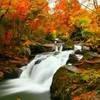山鶏の紅葉