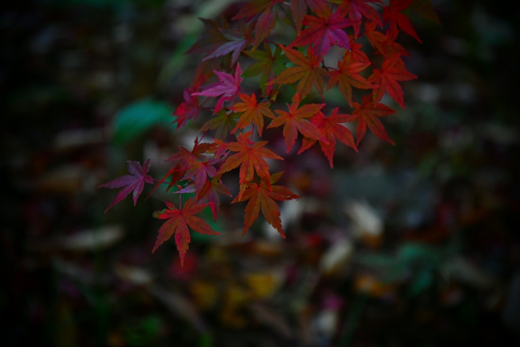 紅葉2