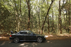 SDIM1667