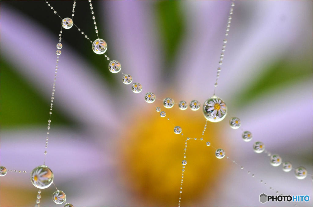 水滴の中の花