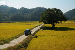 野原と木 -1