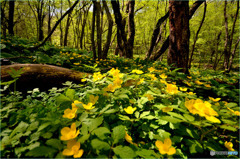 ヤマブキソウ (Hylomecon vernalis)