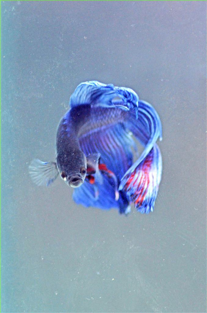 ベタ(青)