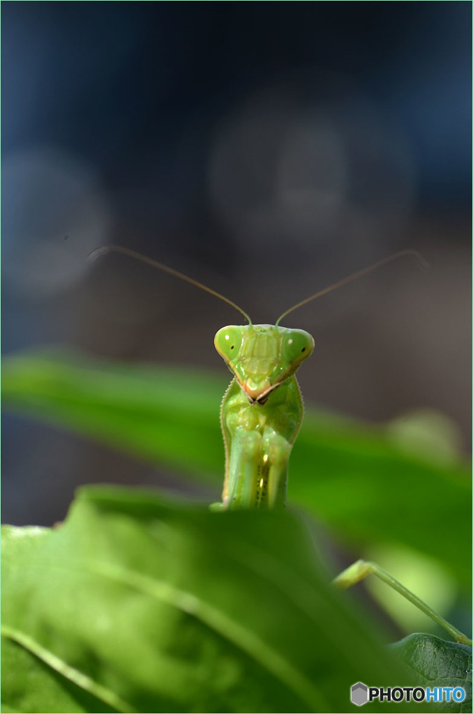 カマキリ