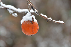 初雪と枾 -1