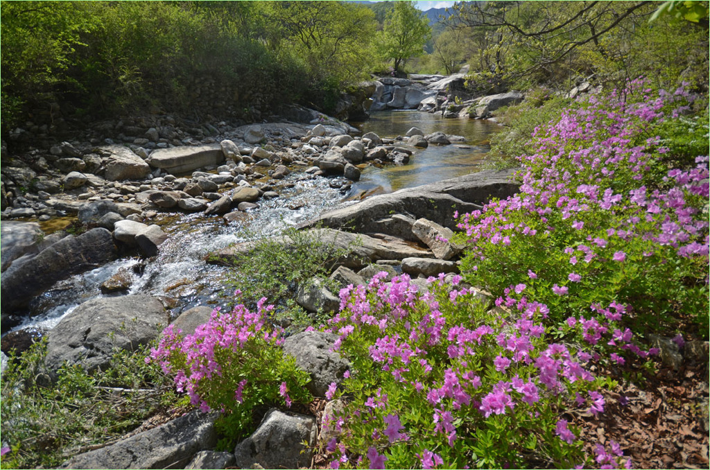 チョウセンヤマツツジ