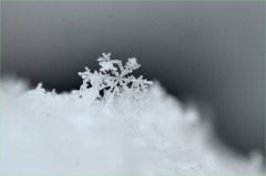 雪の結晶-1