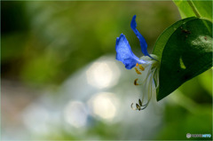 ツユクサ (Commelina communis)