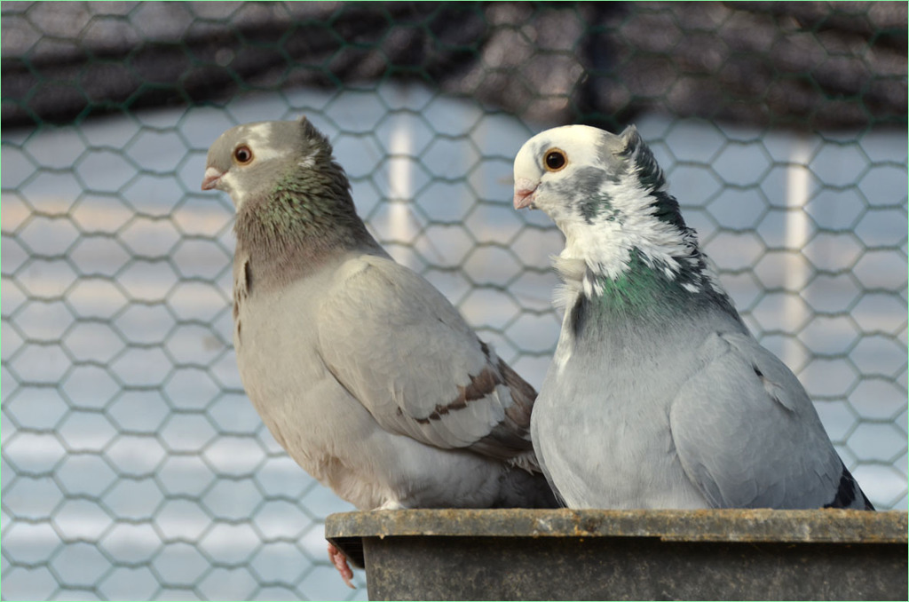 オリエンタルフリル鳩 -2