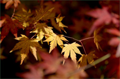 黄の紅葉