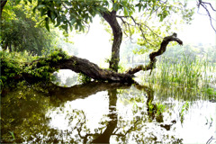 貯水池の老樹