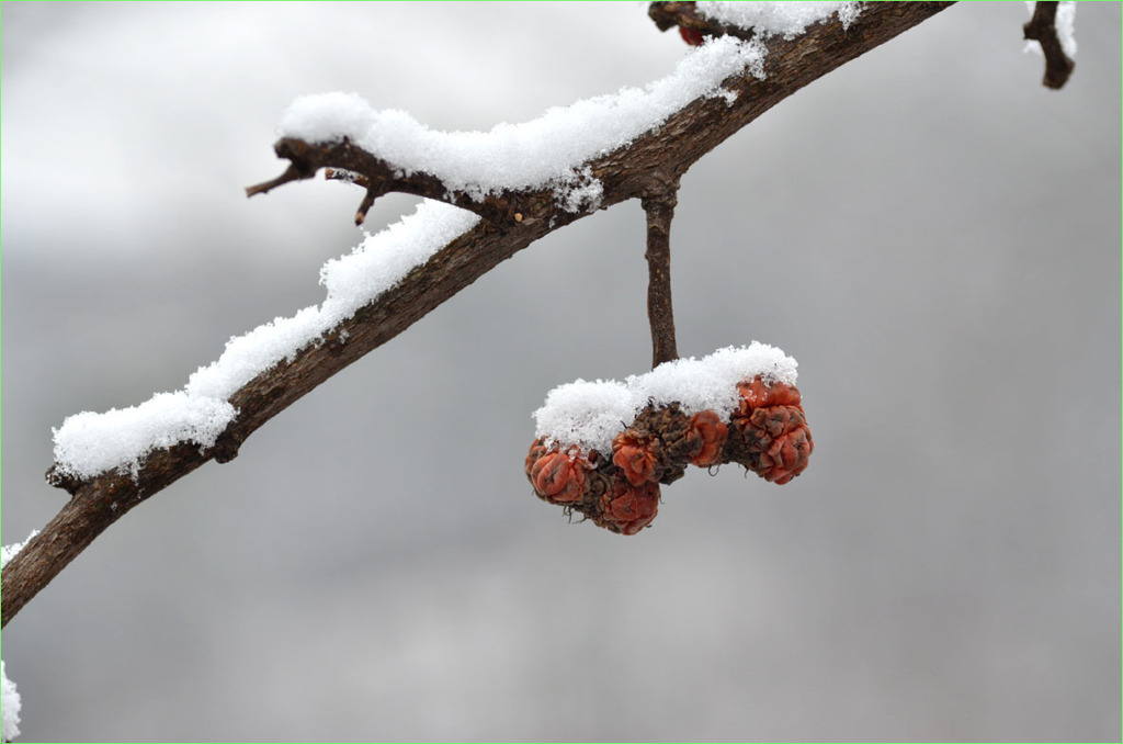 雪とハリグワ-2