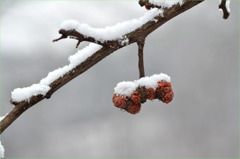 雪とハリグワ-2