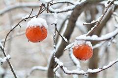 初雪と枾 -2