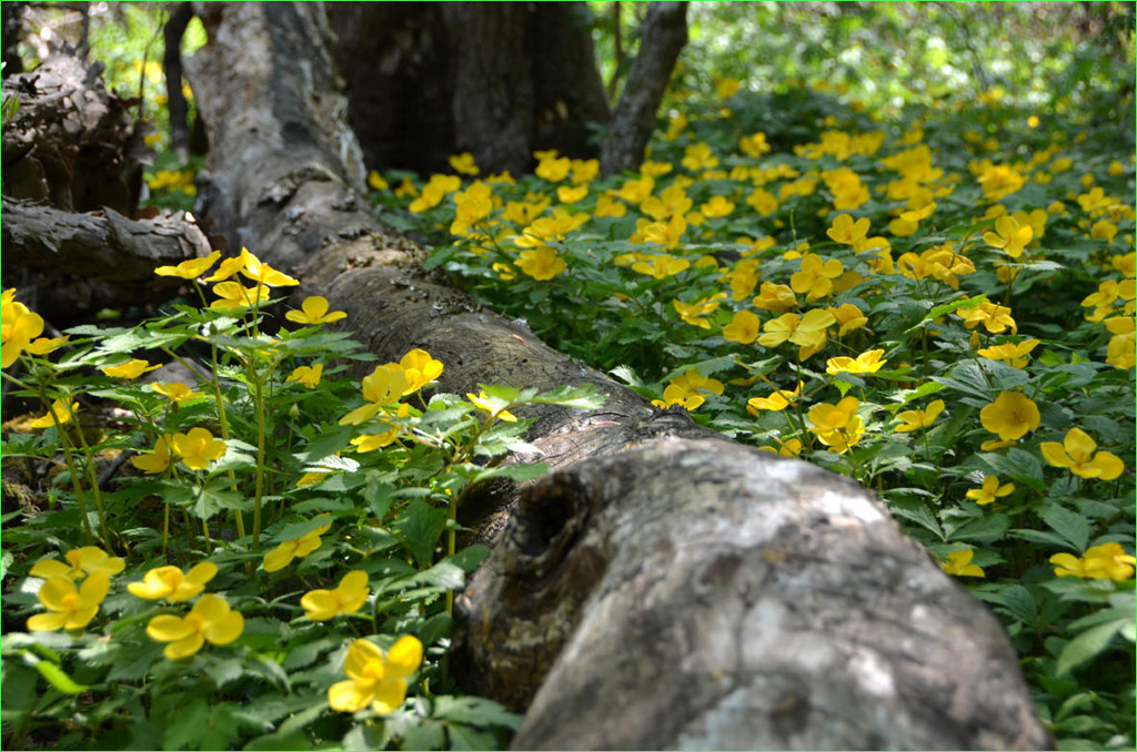 ヤマブキソウ-2 (Hylomecon vernalis)