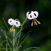 マツバユリ-白花