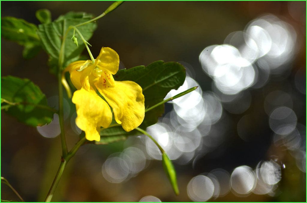 キツリフネ(HHS_9018