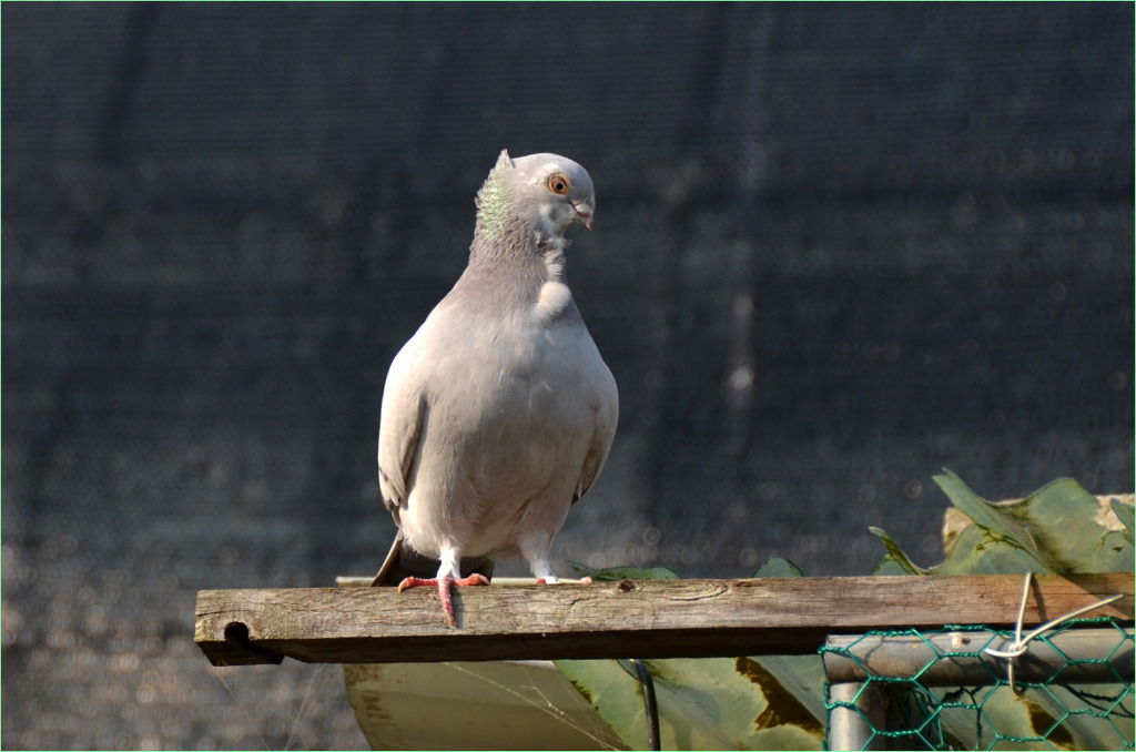 オリエンタルフリル鳩 -1