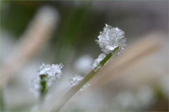 霜の花-2