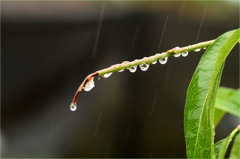 雨の日