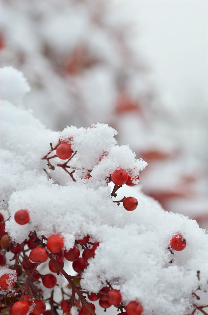 雪の中の南天