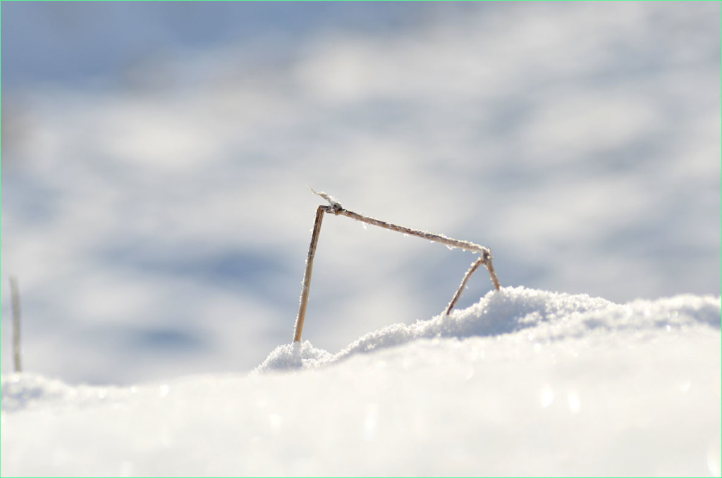 雪の中の枯草