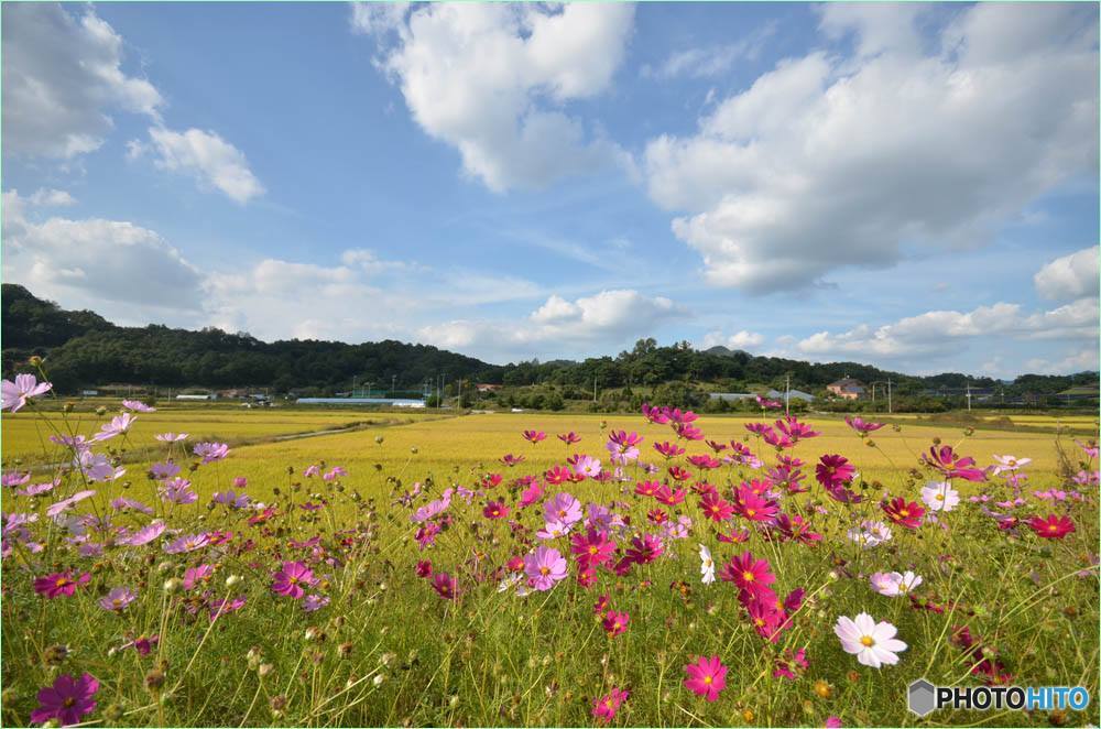 秋桜