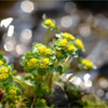 ネコノメソウ -3