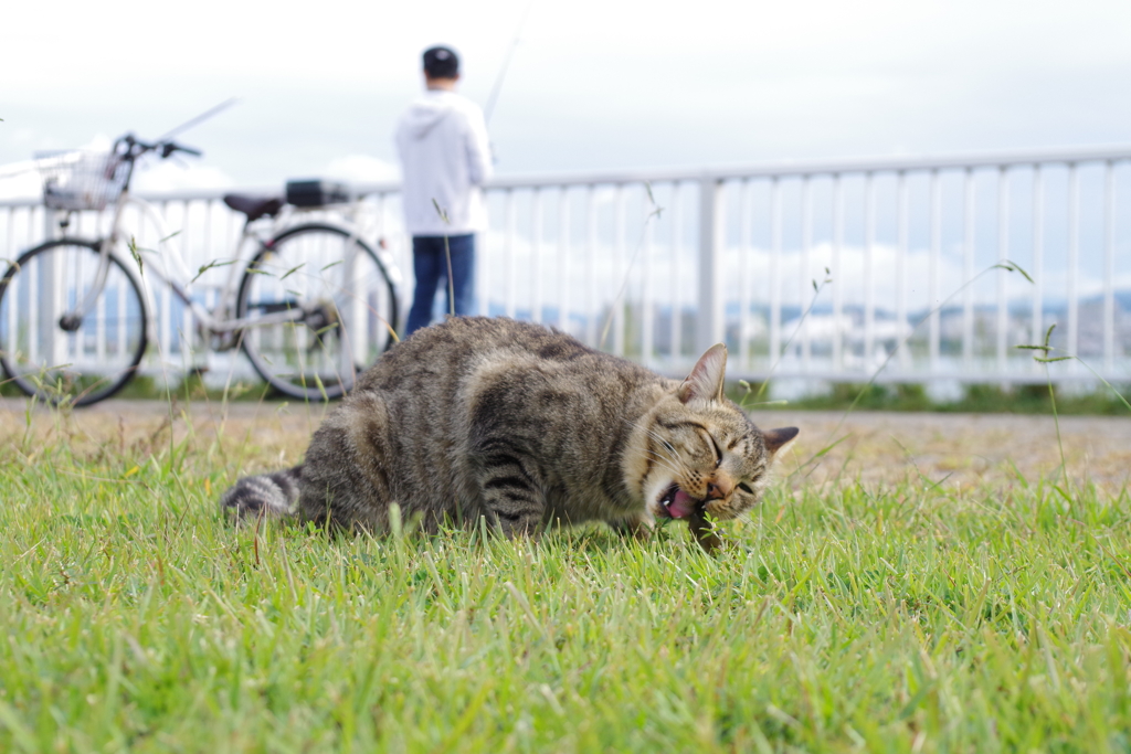 ねこ