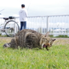ねこ