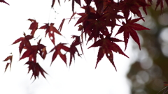 秋の一日