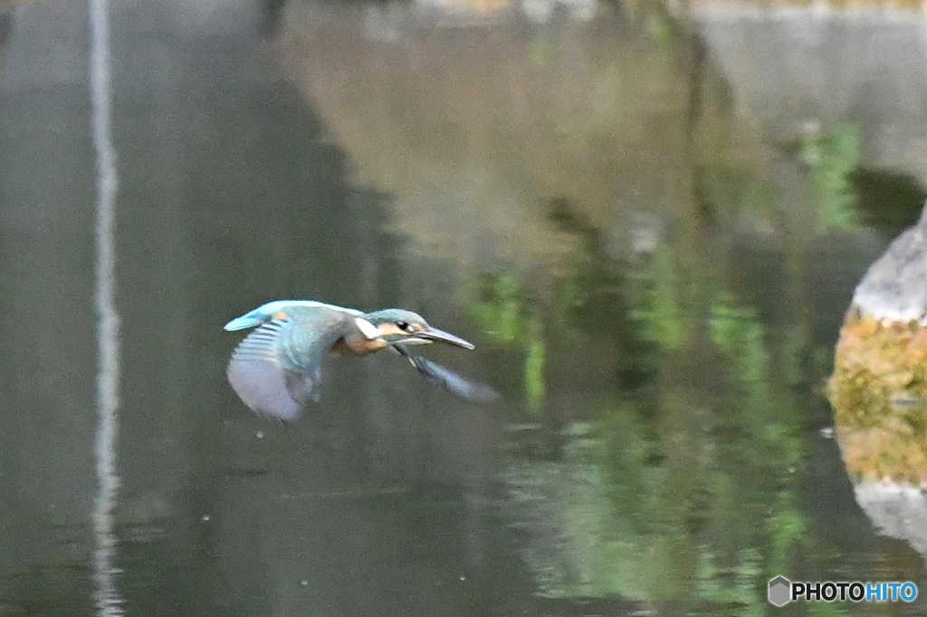 都市公園のかわせみ２