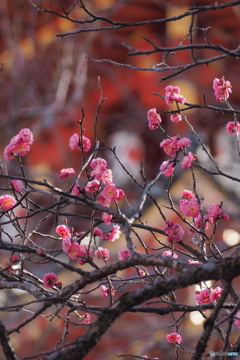 花　紅梅